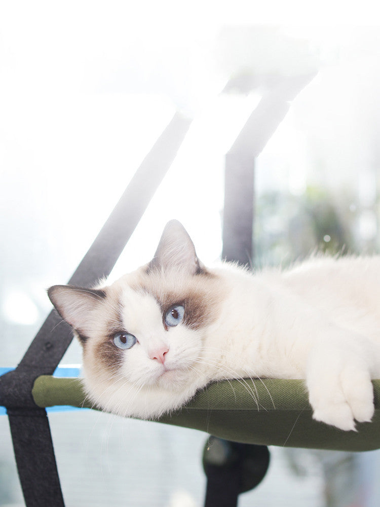 Cat Hanging Litter